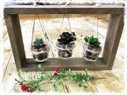 Succulent Plant Display $43